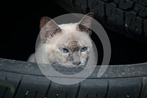 Cat,hide and finding play