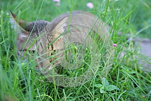 Cat hide in the garden