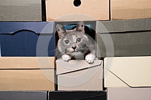 Cat hides in folded shoe boxes. Concept of pet entertainment or shoe sale. Copy space.