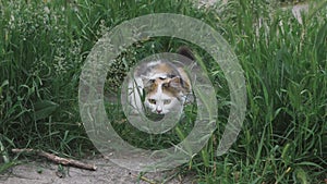A cat hides in the grass and hunting