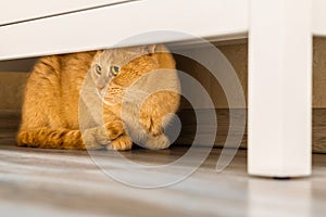 the cat hides under the closet from people.