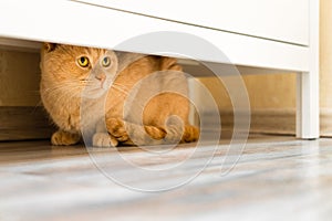 the cat hides under the closet from people.