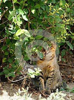 Cat hiding behind bushes