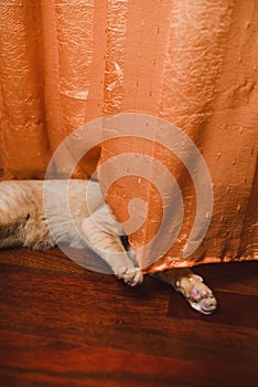 Cat hiding behind a curtain