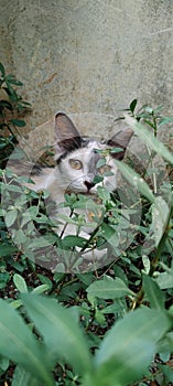 The cat hiding behind the grass