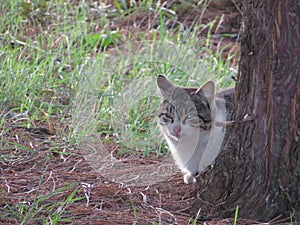 cat hiding behind a tree watching its prey ready to attack