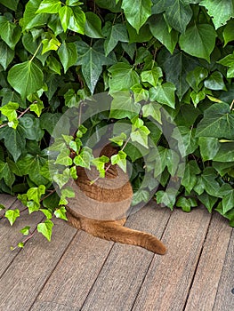 the cat is hiding in the bushes