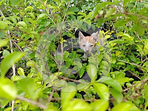 Cat hiding in the bushes