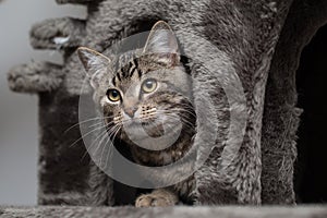 Cat hiding in a cat tree