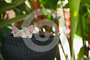 Cat hiding in a flower pot