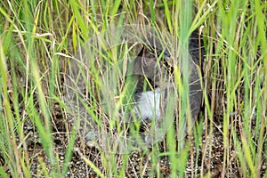 Cat hiding in the grass