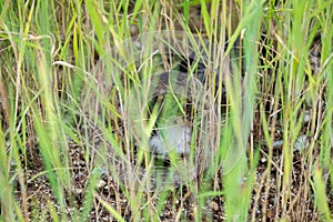 Cat hiding in the grass