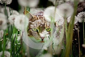 Cat hiding in the grass and dandelions close-up