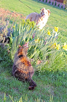 Cat hiding in the grass from a dog