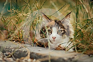 Cat hiding in the grass