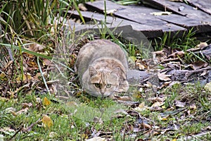 Cat hiding in grass