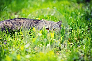 Cat hiding in a grass on the lawn