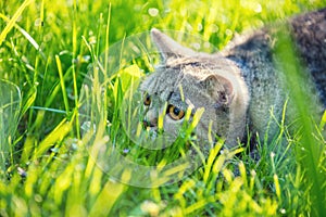 Cat hiding in the green grass