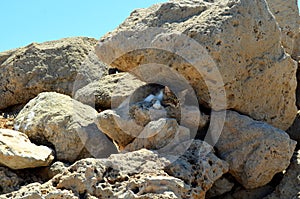 The cat is hiding among the stones from the bright scorching sun