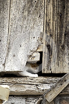 Cat hiding street