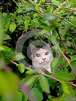 Cat hiding in the tree