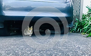 A cat hiding under the car.