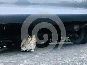 A cat hiding under the grey car.