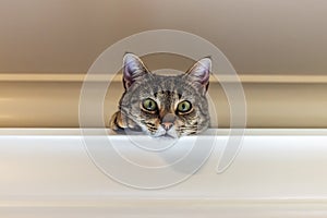 Cat hiding on a window valance