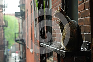 cat on a high shelf, watching rain cascade down an urban alleyway