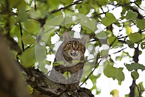 Cat high up in tree hunting