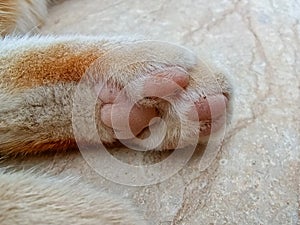 Cat hind leg paws photo