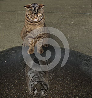 The cat and his reflection in a puddle