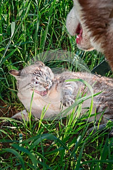 Cat hisses baring fangs defending himself from the dog. Concept of aggression and hostility between cats and dogs.