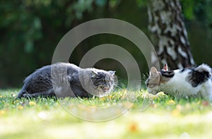 Cat hissing at another cat