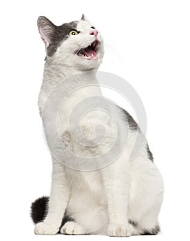 Cat hissing in front of white background