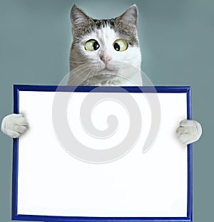Cat hold blank empty paper sheet in frame