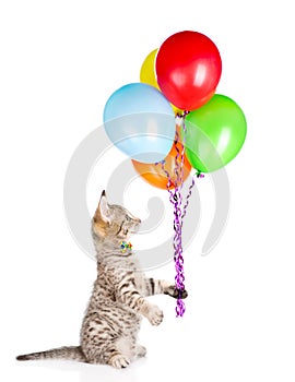 Cat holding balloons and looking up. isolated on white background