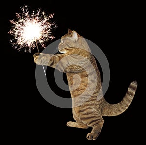 Cat with Bengal fire