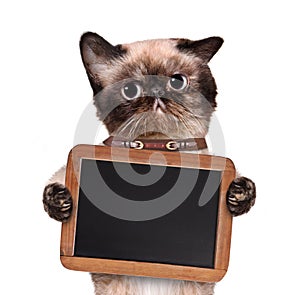 Cat holding a blackboard.
