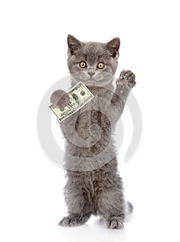 Cat holding dollars usa in his paws. isolated on white background
