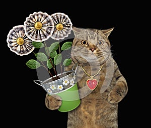 Cat holding money flowers 2