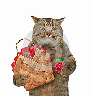 Cat holds basket of strawberry