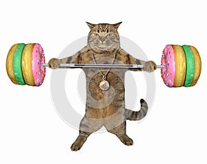 Cat with donut barbell