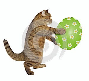 Cat holds the easter egg