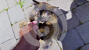 The cat holds the owner`s hand with two paws, receiving a delicacy