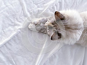 Cat holds a white quartz crystal with its paws
