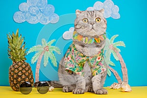 A cat on holiday in a Hawaiian shirt with pineapples. On the beach with malma. A concept of rest, relaxation, vacation