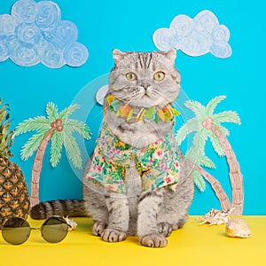 A cat on holiday in a Hawaiian shirt with pineapples. On the beach with malma. A concept of rest, relaxation, vacation