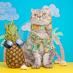 A cat on holiday in a Hawaiian shirt with pineapples and sun glasses. On the beach with malma. A concept of rest, relaxation,