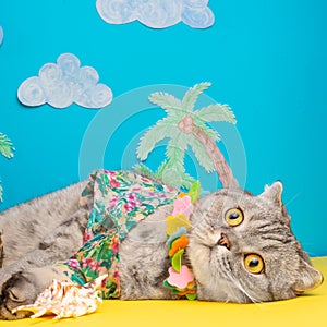 A cat on holiday in a Hawaiian shirt with pineapples and sun glasses. On the beach with malma. A concept of rest, relaxation,